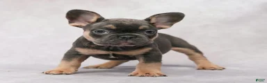 Buster