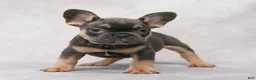 French Bulldog dogs for sale: Buster - Ad 1