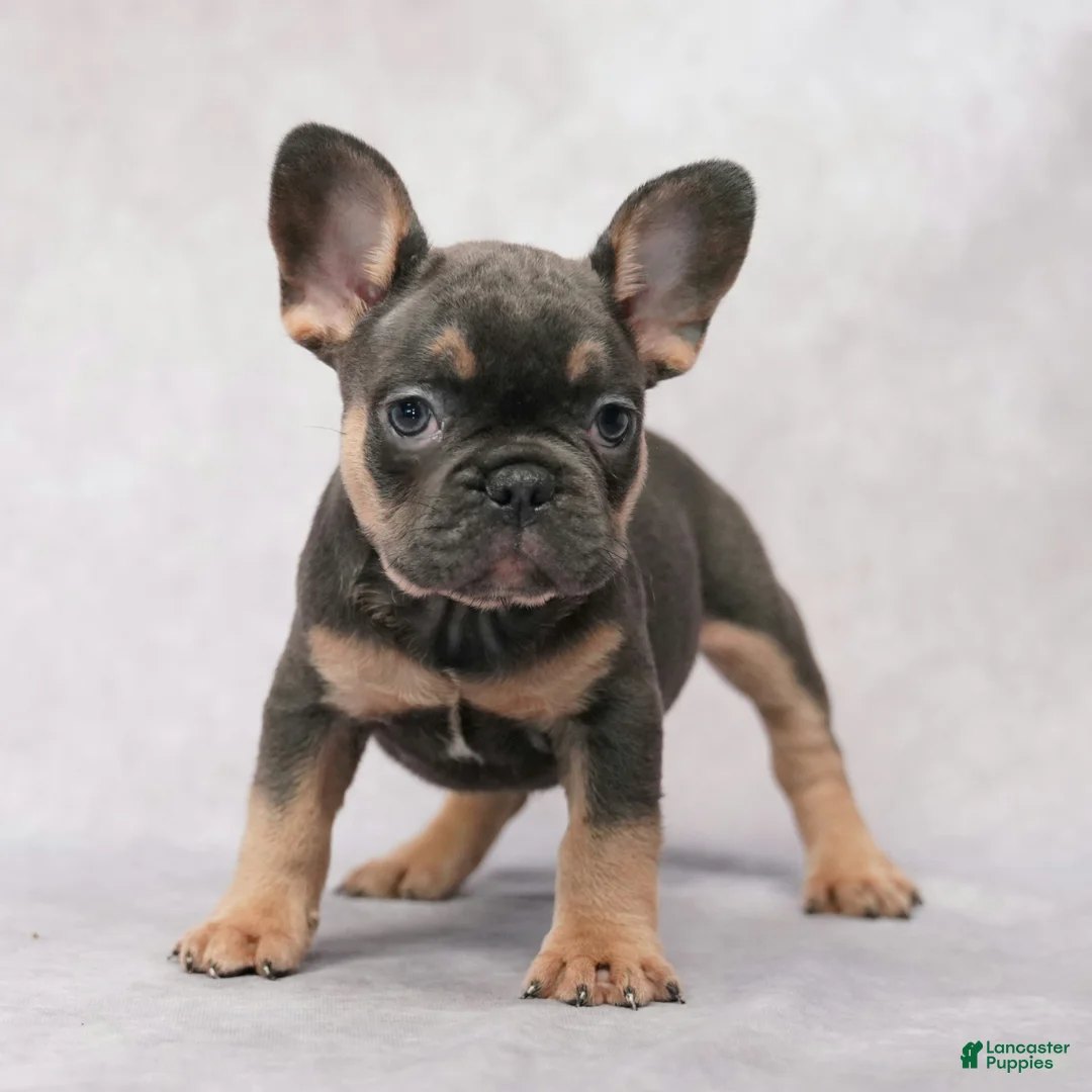 French Bulldog dogs for sale: Buster - Ad 1