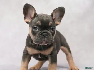 French Bulldog dogs for sale: Buster - Ad 1