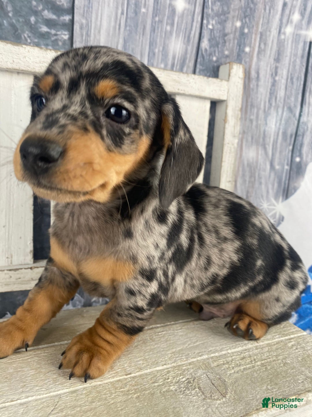 Miniature Dachshund dogs for sale: Teddy - Ad 5
