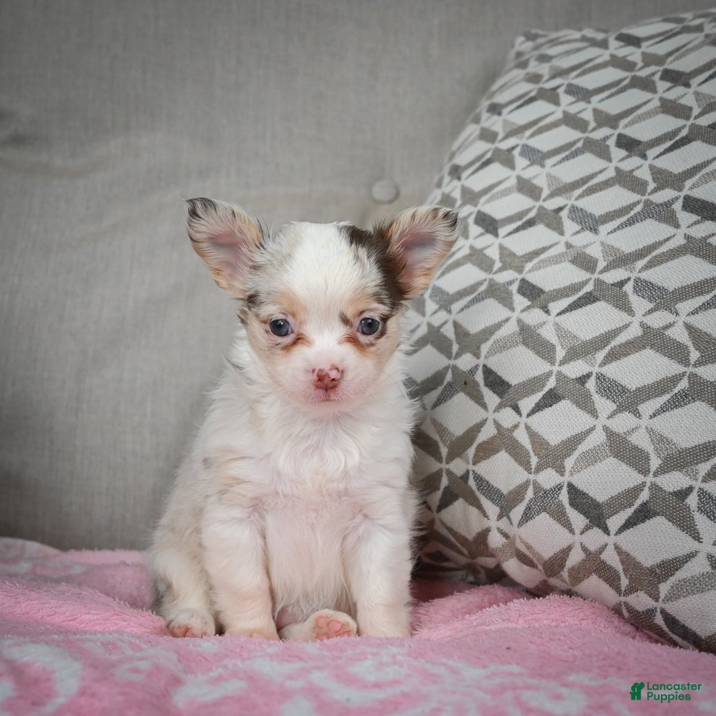 Chihuahua dogs Winnie - Ad 10