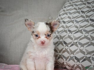 Chihuahua dogs Winnie - Ad 33