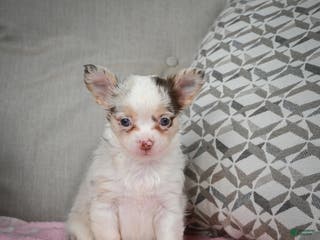 Chihuahua dogs Winnie - Ad 20