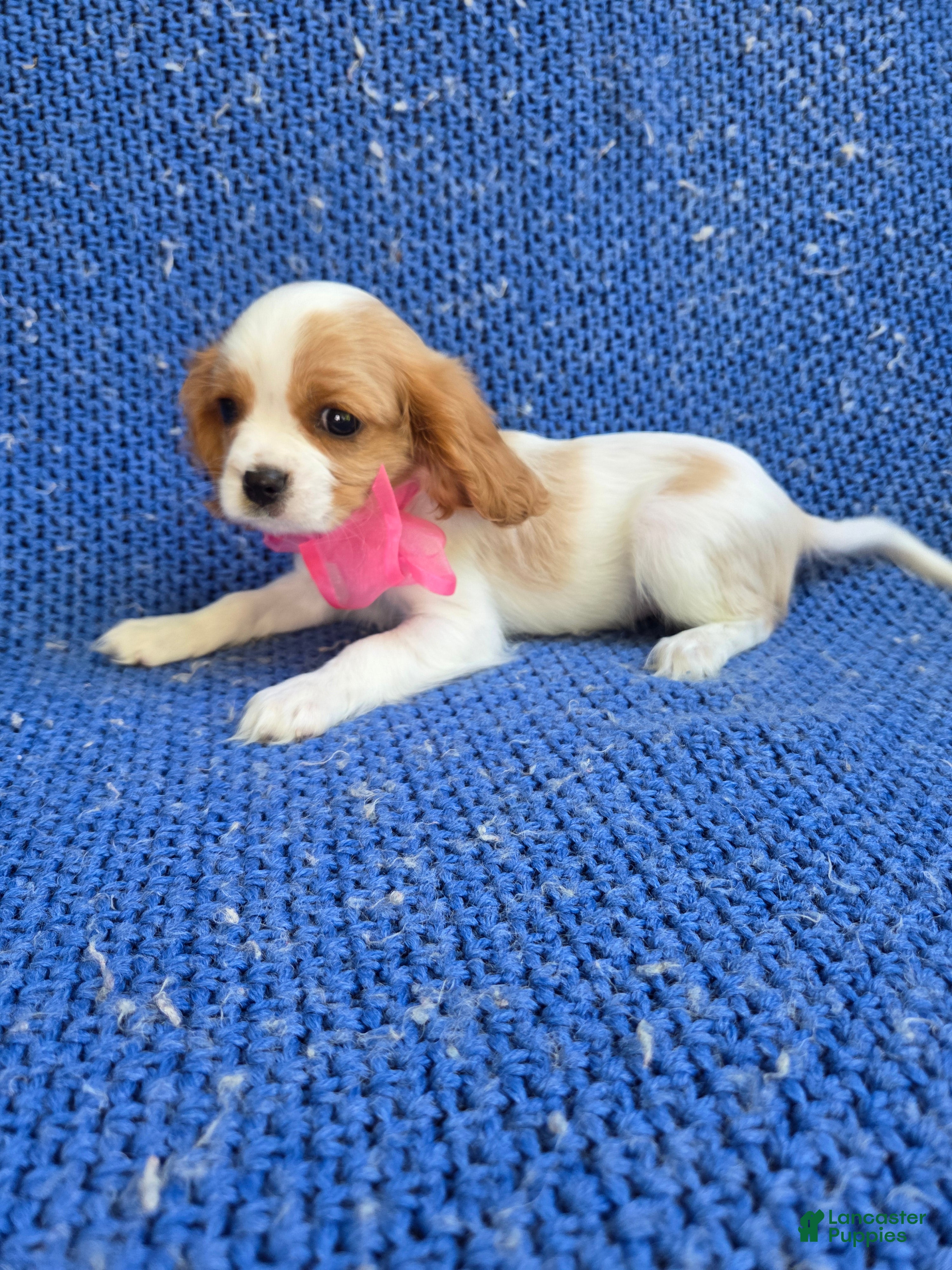 Cavalier King Charles Spaniel dogs Rayna  - Ad 38
