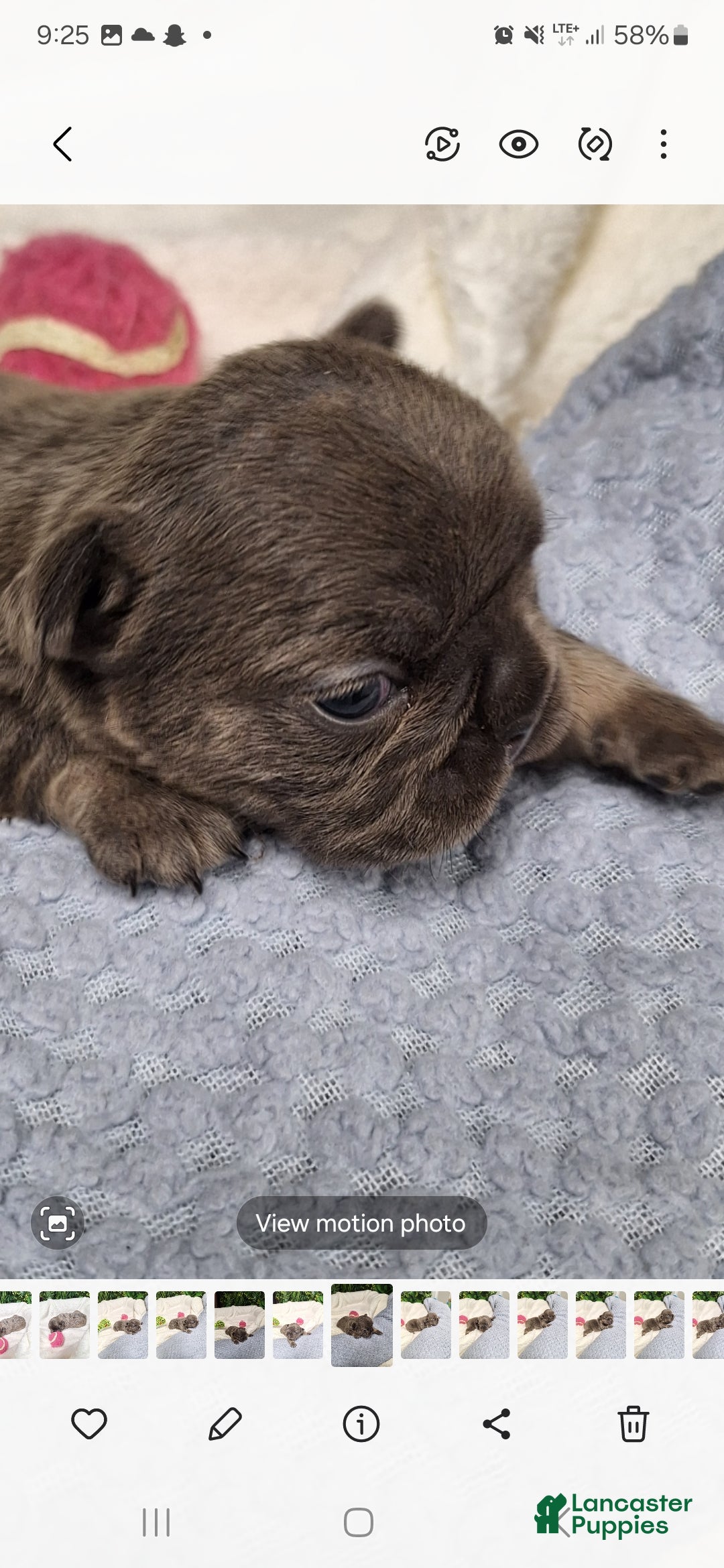 French Bulldog dogs for sale: Ms little  - Ad 3