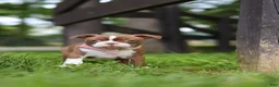Boston Terrier dogs for sale: Ember - Ad 7