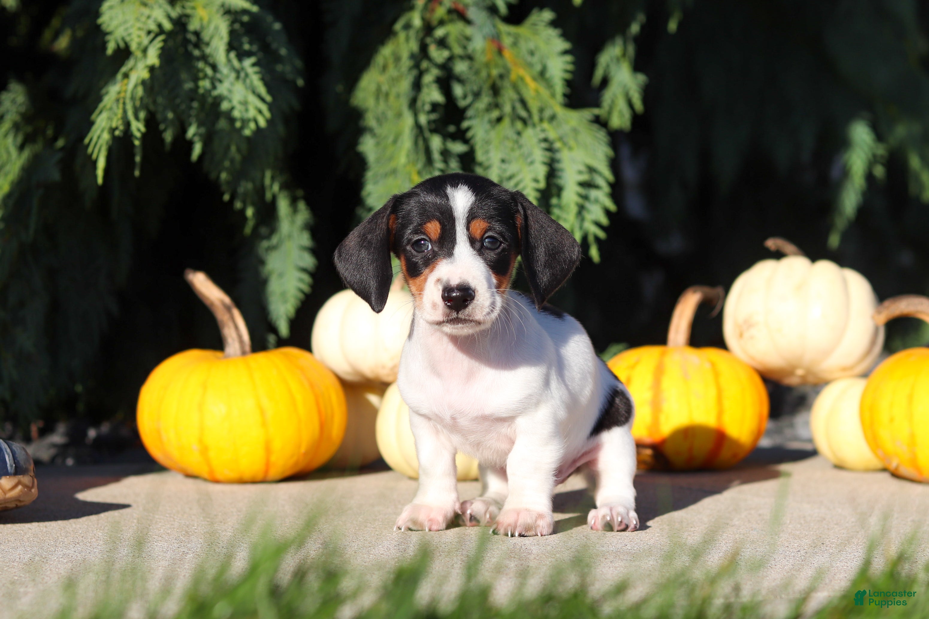 Dachshund dogs Bailey - Ad 2