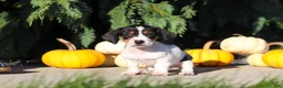 Dachshund dogs for sale: Bailey - Ad 2