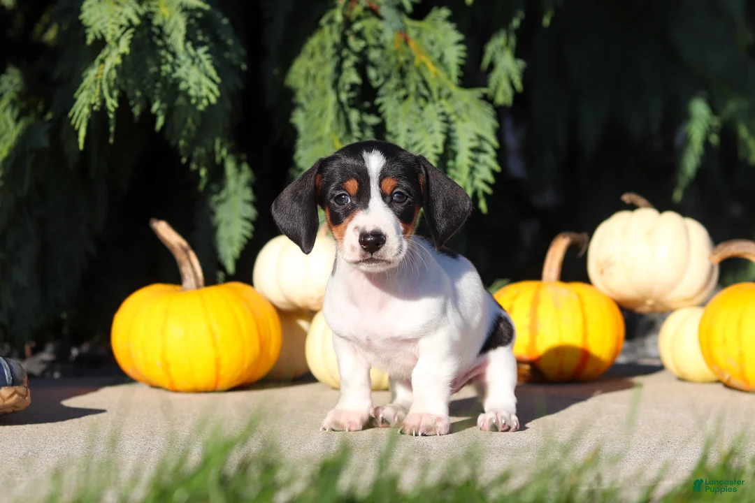 Dachshund dogs for sale: Bailey - Ad 2