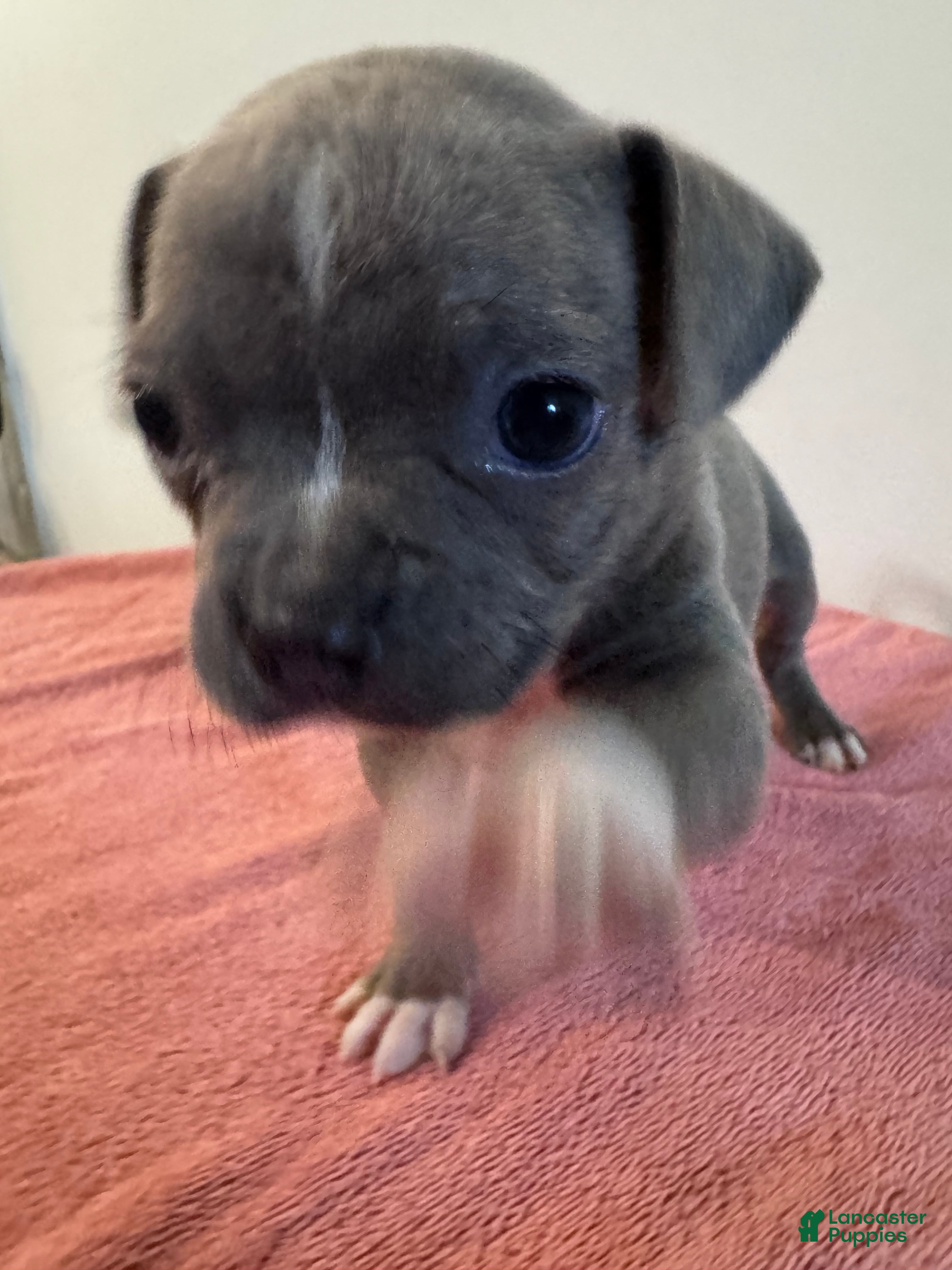 Mixed Breed dogs Dolly 🐾💕 - Ad 39