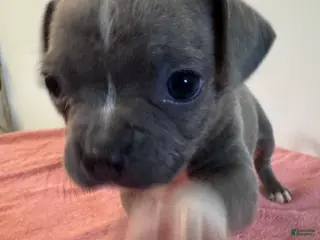 Mixed Breed dogs Dolly 🐾💕 - Ad 39