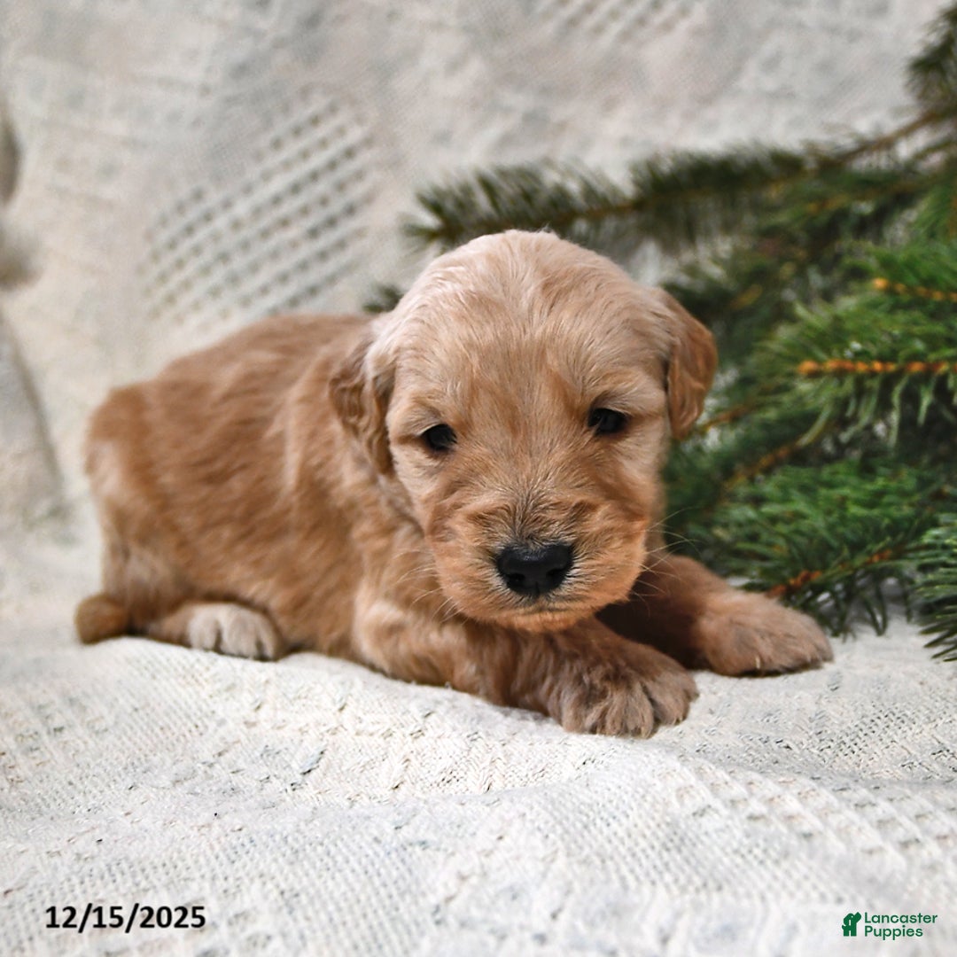 Goldendoodle dogs for sale: Bowser - Ad 4
