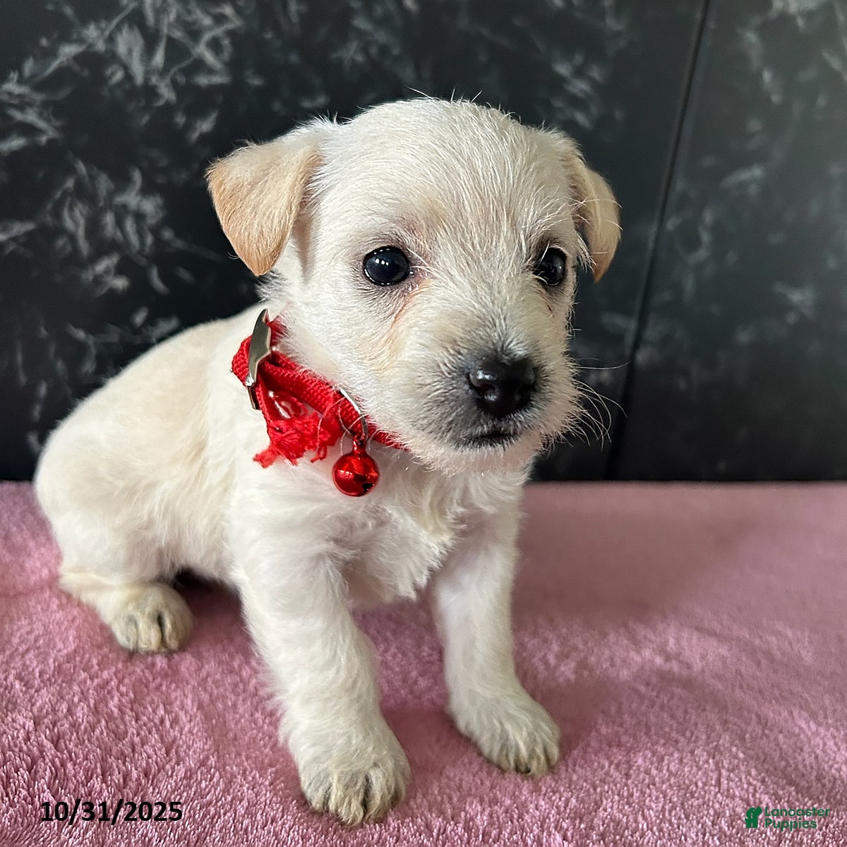 Mixed Breed dogs Anne - Ad 1