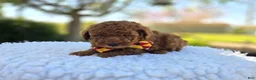 Toy Poodle dogs for sale: Jimmer - Ad 2