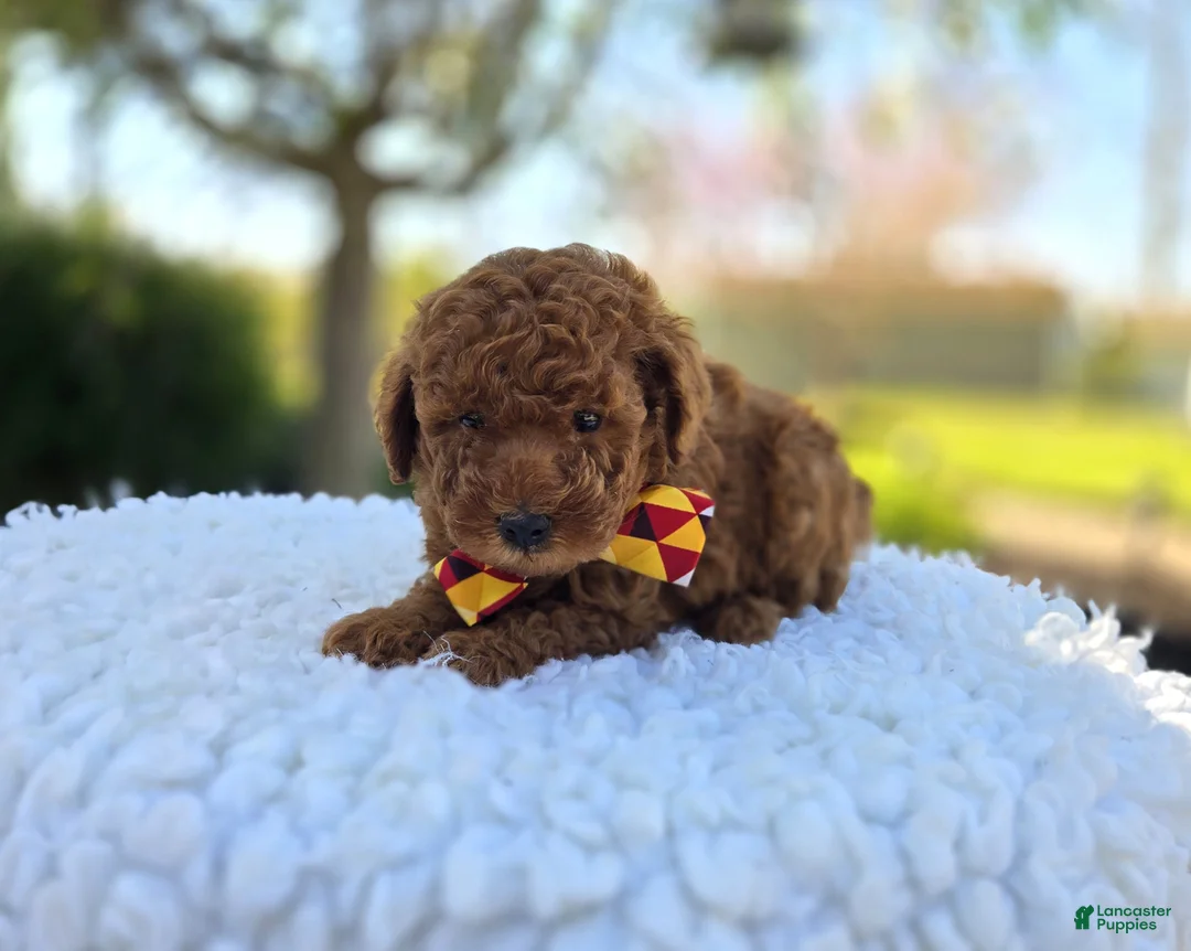 Toy Poodle dogs for sale: Jimmer - Ad 2