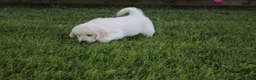 Golden Retriever dogs for sale: Casper - Ad 4
