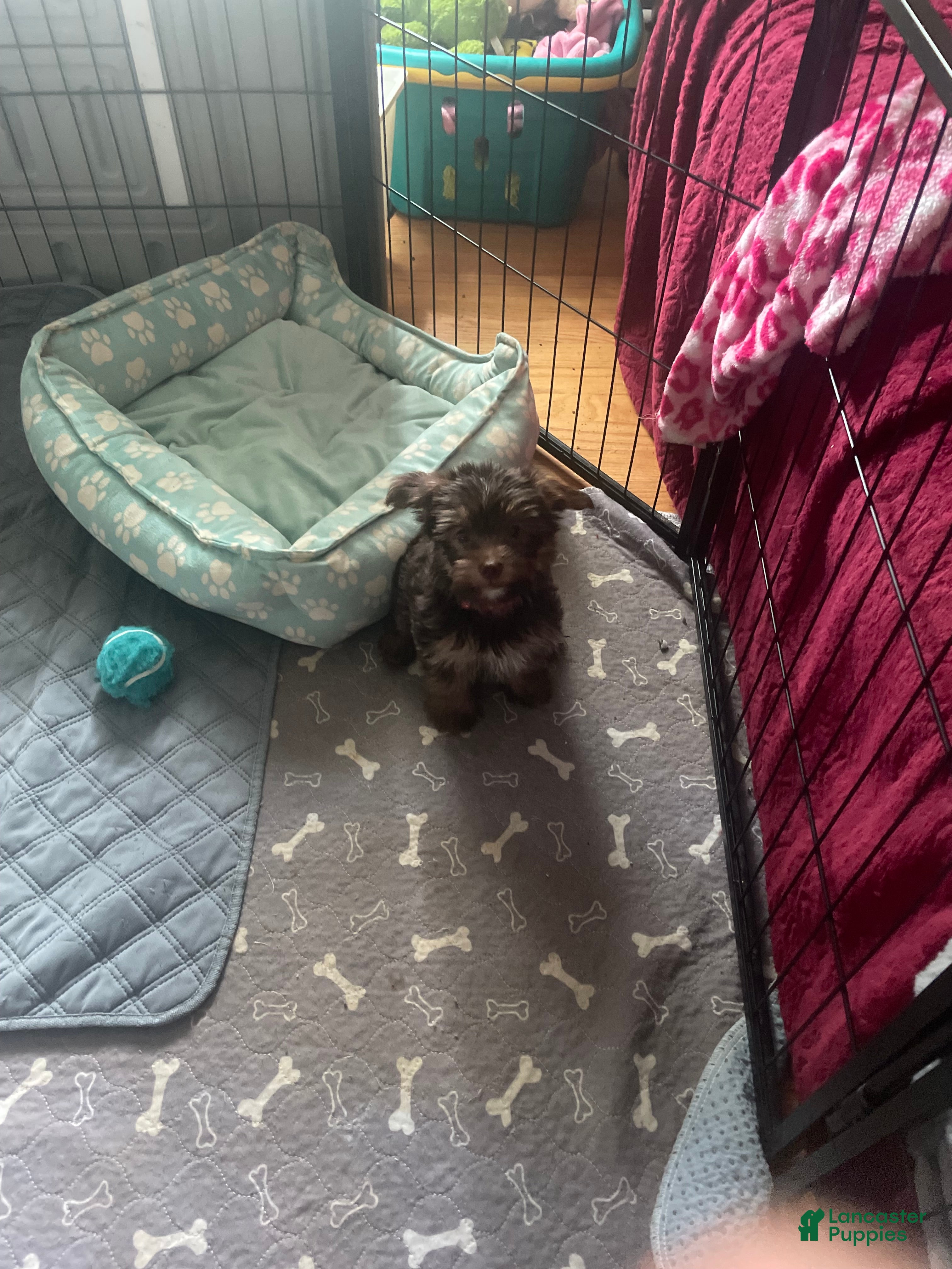 Yorkshire Terrier dogs Will - Ad 2