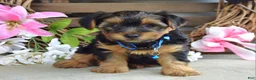 Yorkshire Terrier dogs for sale: Rocky - Ad 8