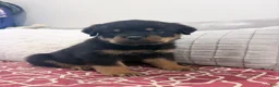 Rottweiler dogs for sale: GREEN collar boy - Ad 2
