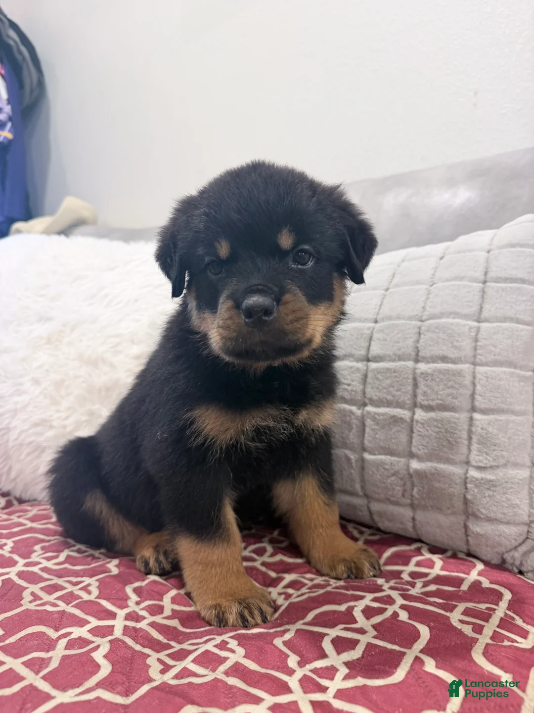 Rottweiler dogs for sale: GREEN collar boy - Ad 2