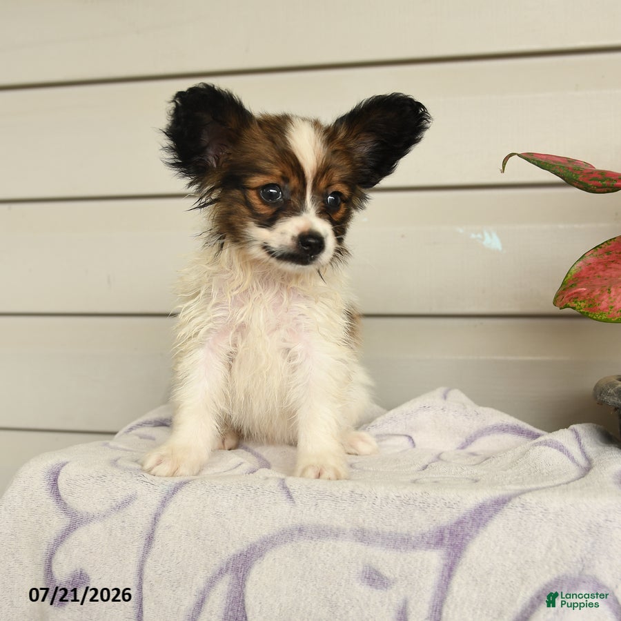Papillon dogs Randol - Ad 2