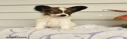 Papillon dogs for sale: Randol - Ad 2