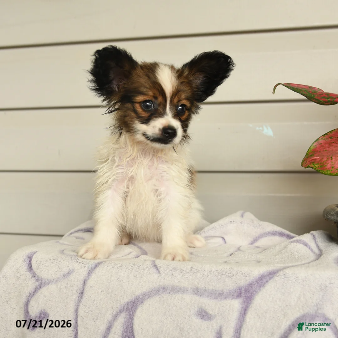 Papillon dogs for sale: Randol - Ad 2