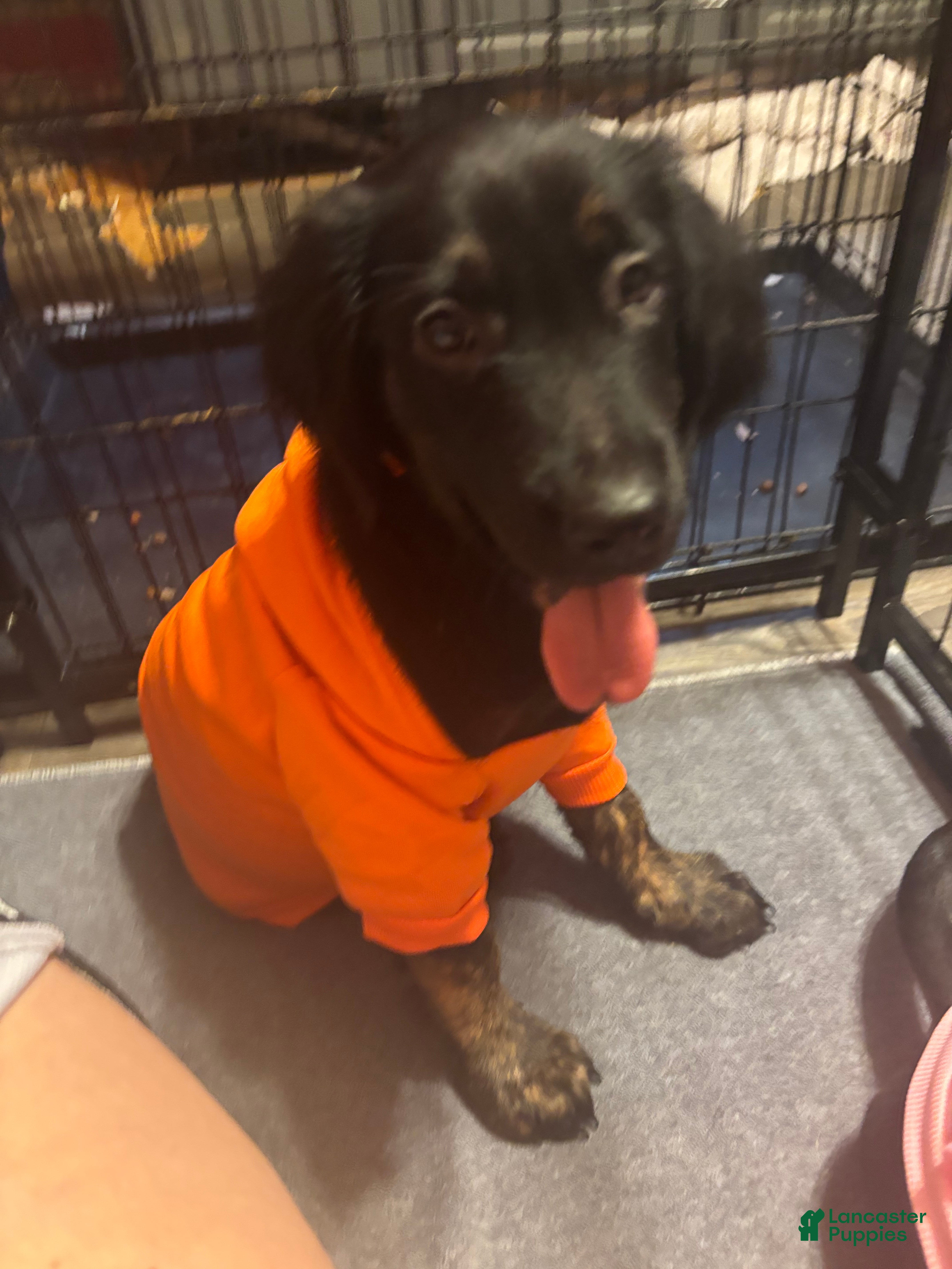 Goldador dogs Honey - Ad 21