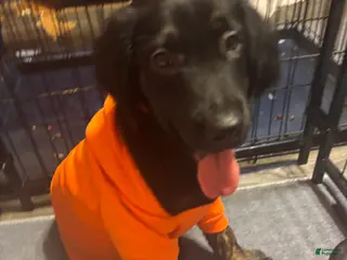 Goldador dogs Honey - Ad 21