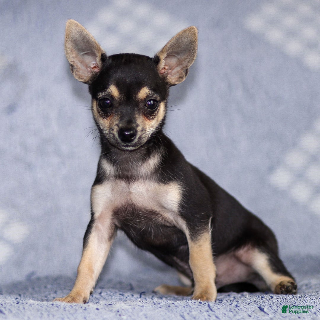 Chihuahua dogs for sale: Phoenix - Ad 6