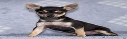 Chihuahua dogs for sale: Phoenix - Ad 21