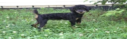 Miniature Poodle dogs for sale: Bella - Ad 4