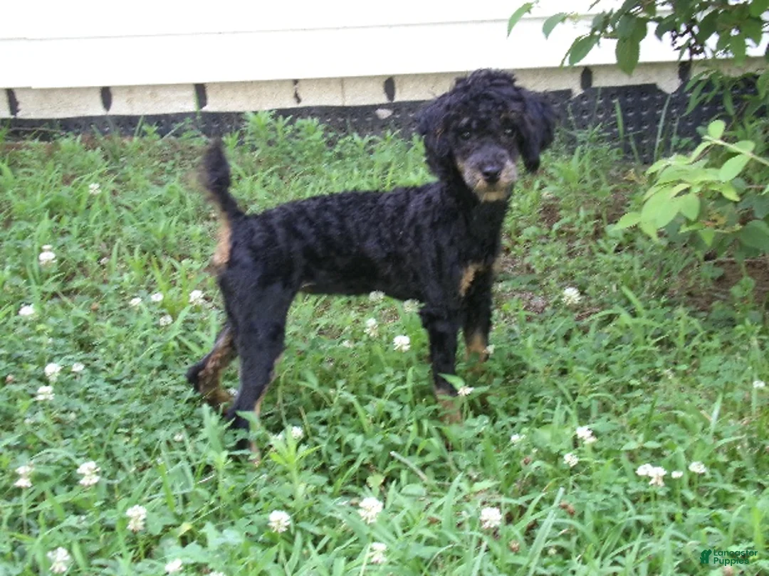 Miniature Poodle dogs for sale: Bella - Ad 4
