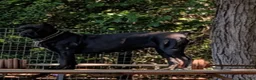 Cane Corso dogs for sale: Cane Corso 7 - Ad 5