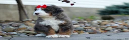 Mini Bernedoodle dogs for sale: 🐾 Meet Pilot 🐾 - Ad 11