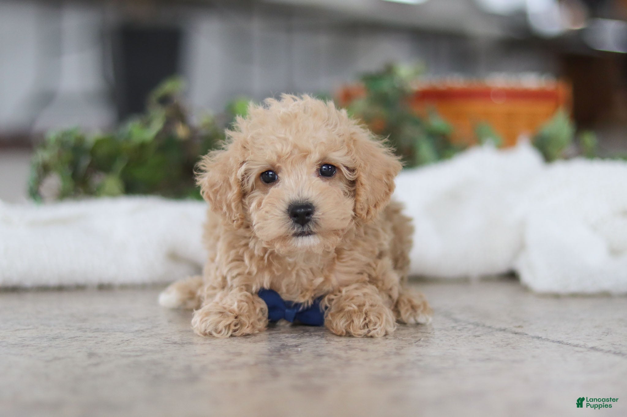 Schnoodle dogs Bruno - Ad 2