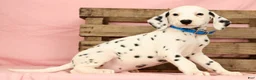 Dalmatian dogs for sale: Rascal - Ad 8