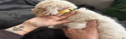 Mixed Breed dogs for sale: Yellow Collar - Ad 3