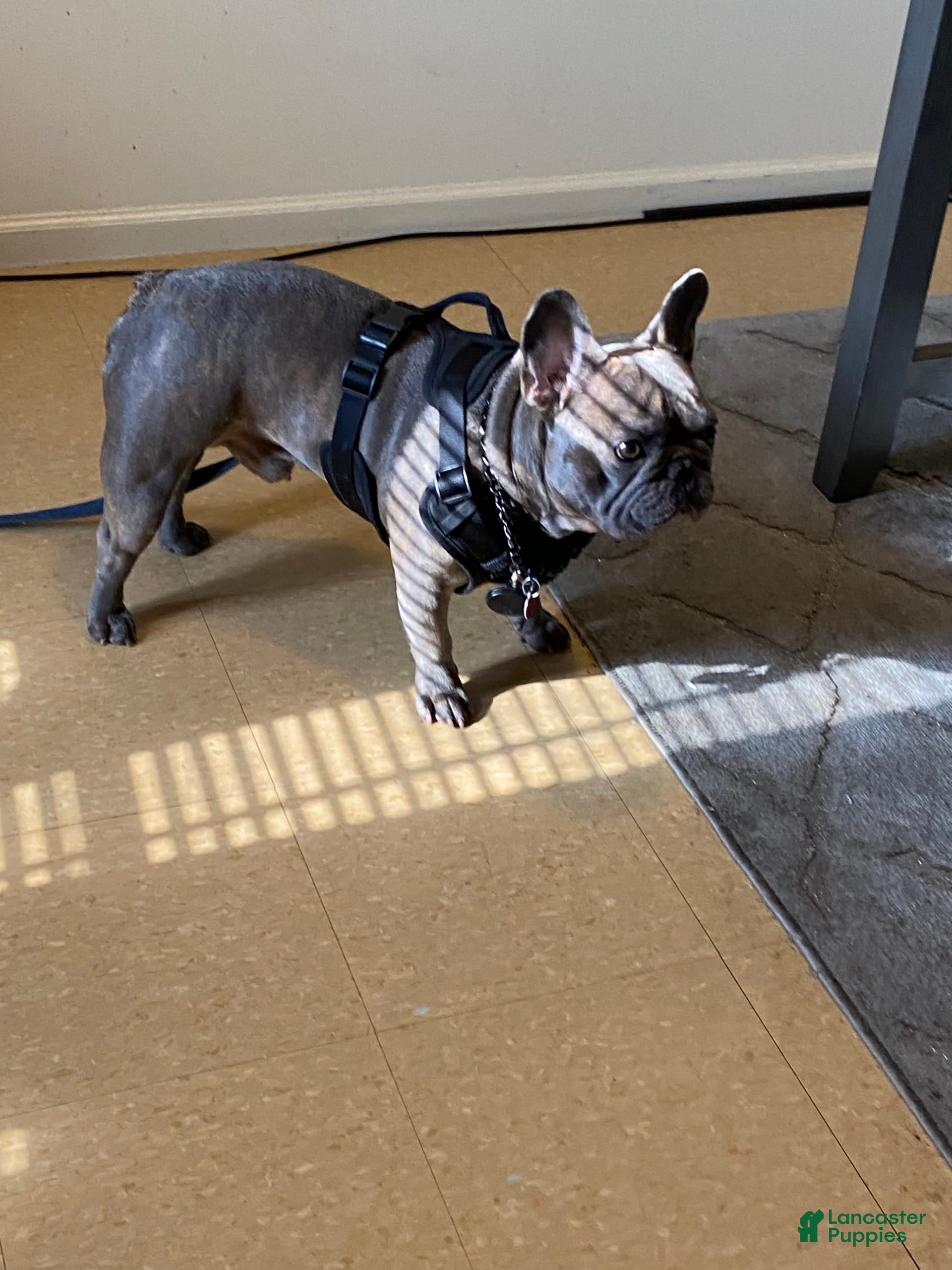 French Bulldog dogs French Bulldog 1 puppies - Ad 11