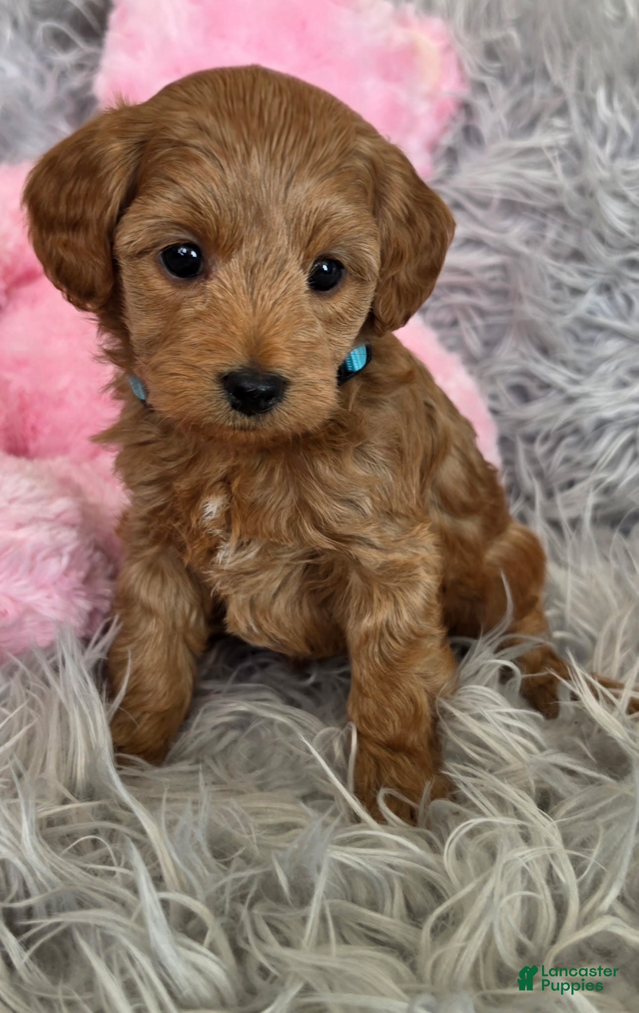 Mini Goldendoodle dogs Gemini - Female  - Ad 1