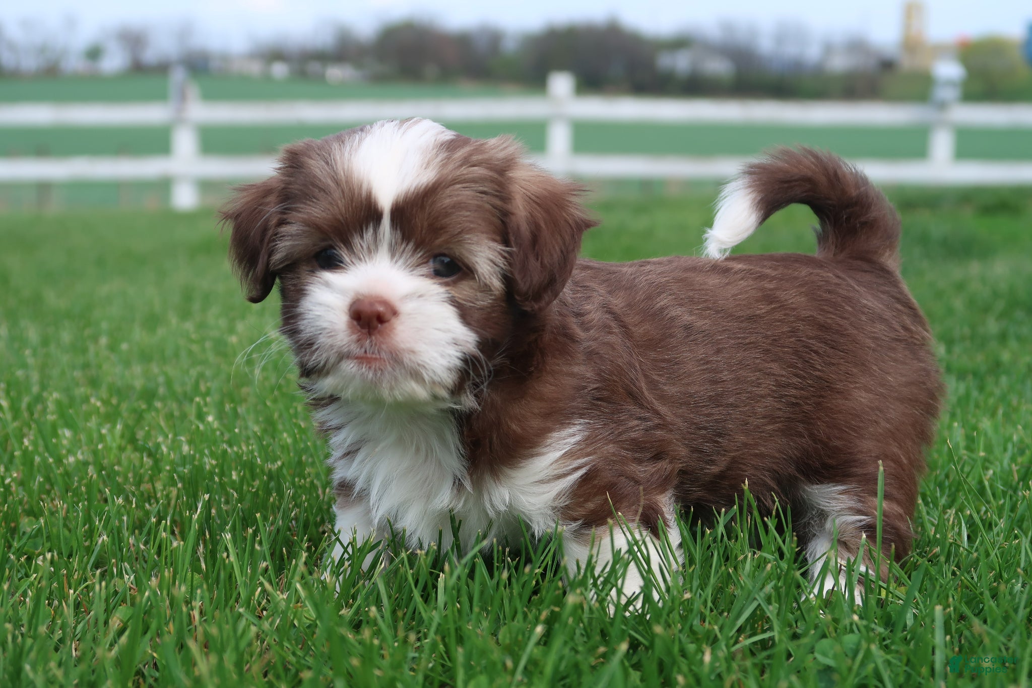 Shihpoo dogs Zia - Ad 1