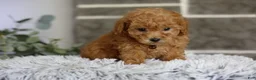 Toy Poodle dogs for sale: Reese  - Ad 7