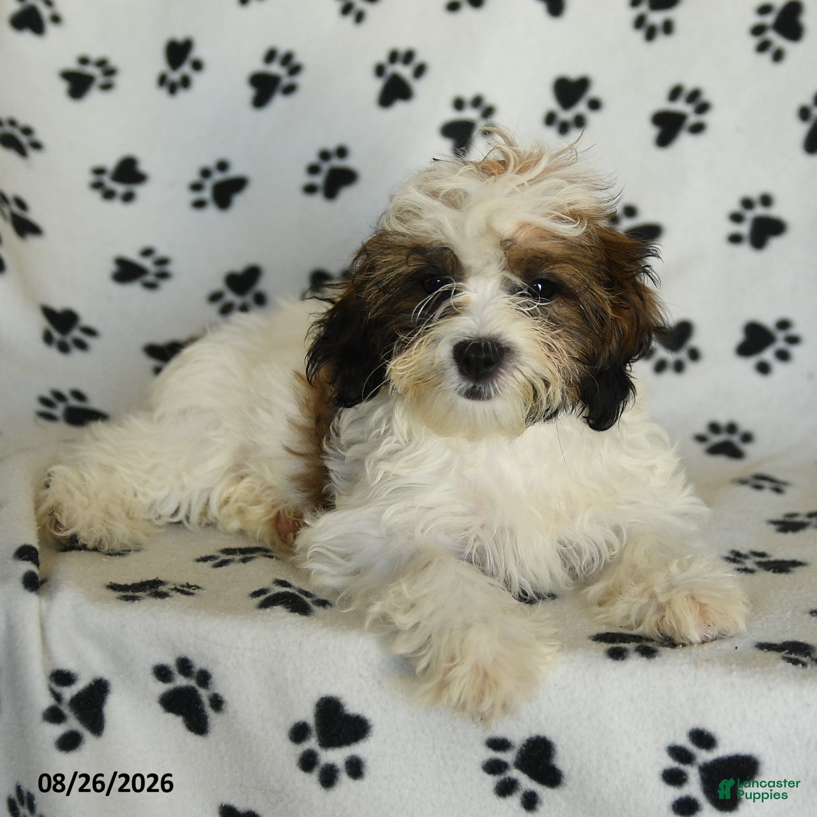 Mixed Breed dogs Utopia - Ad 1