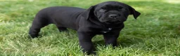 Cane Corso dogs for sale: Paisley  - Ad 3