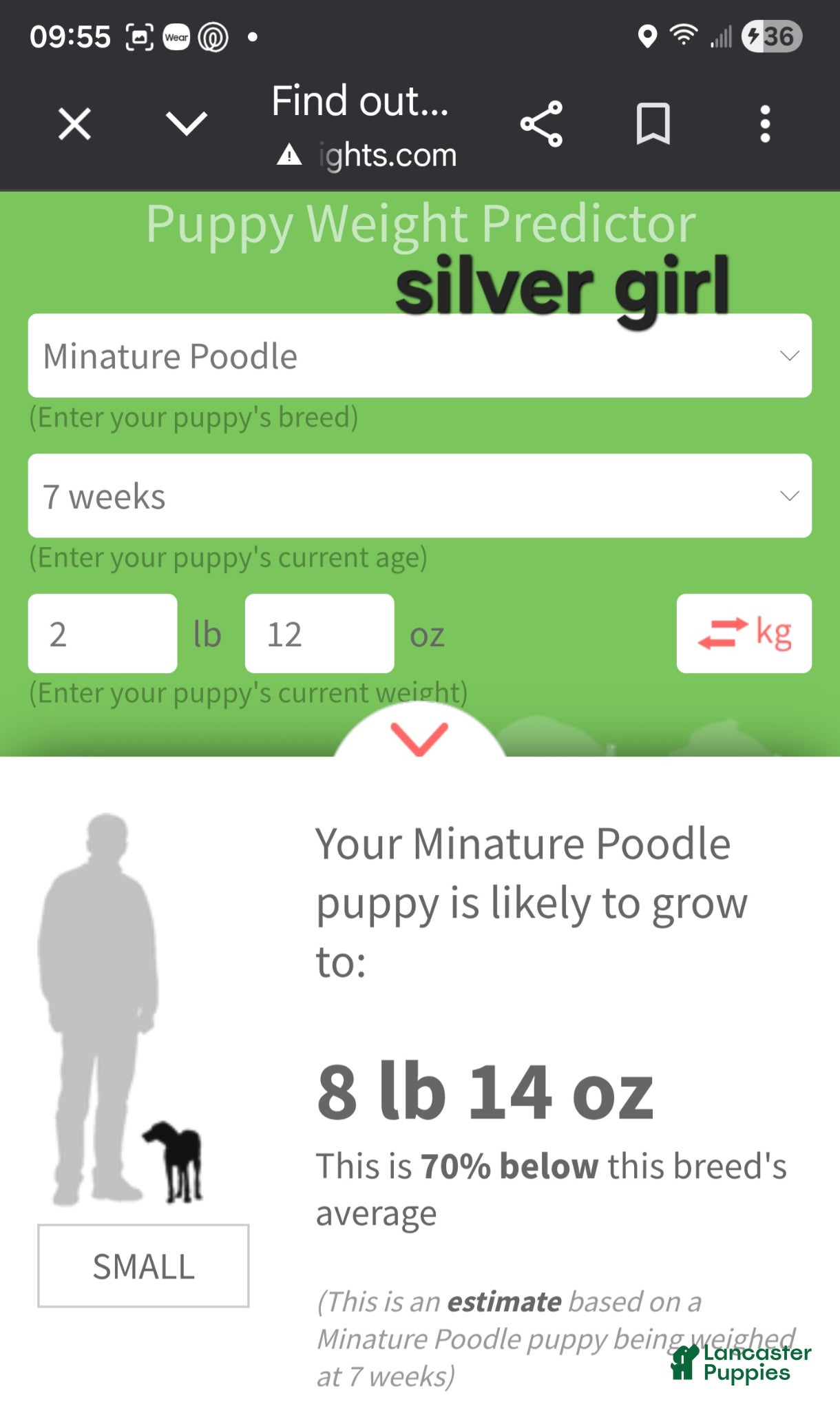 Miniature Poodle dogs Miniature Poodle Silver Girl - Ad 2