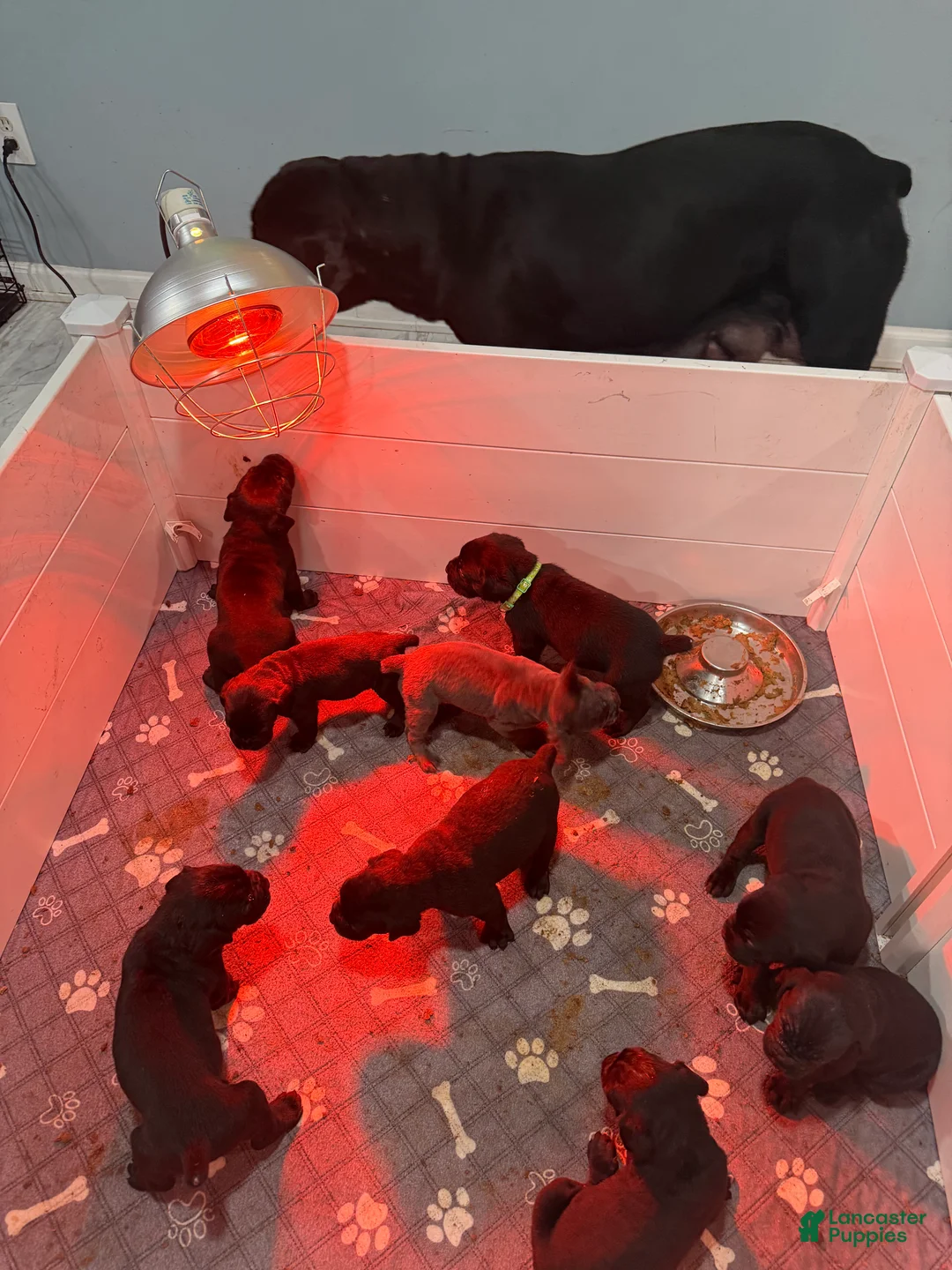 Cane Corso dogs for sale: Cane Corso 3 - Ad 1