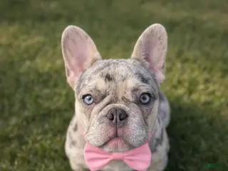 French Bulldog dogs for sale: Lulu - The Warm Soul - Ad 3
