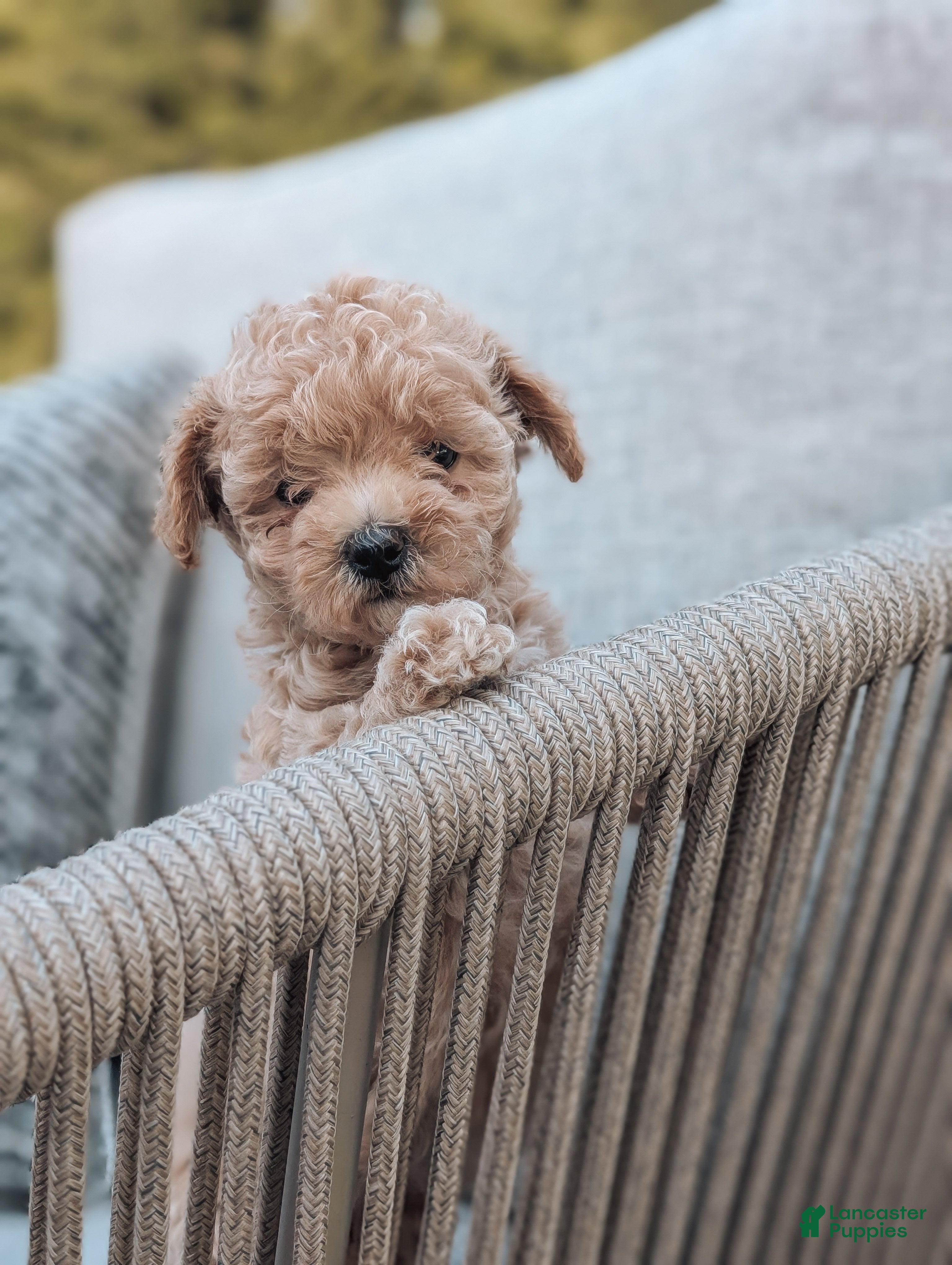 Maltipoo dogs Chloe  - Ad 2