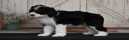 Bernedoodle dogs for sale: Brandy - Ad 3